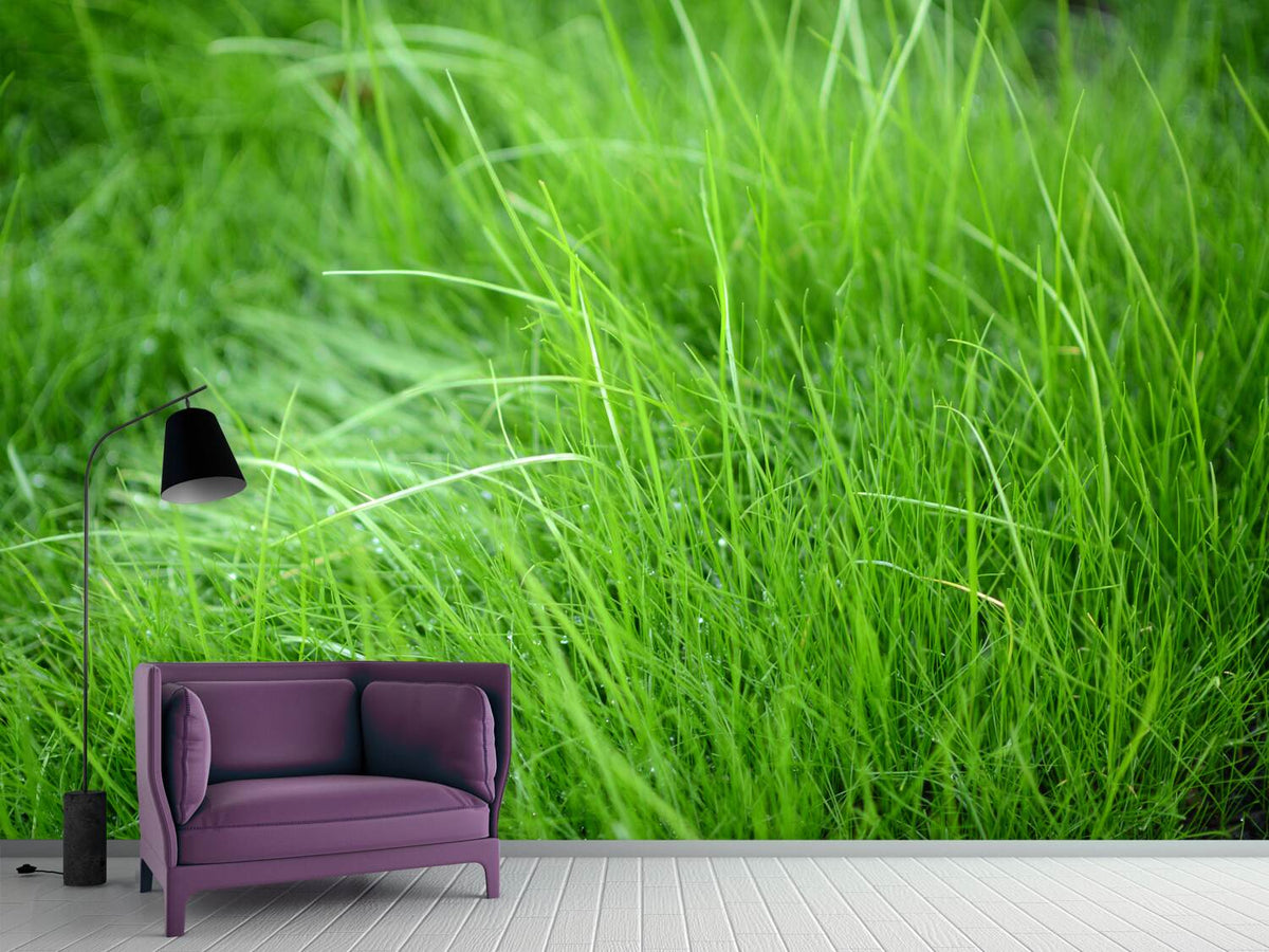 photo-wallpaper-blades-of-grass