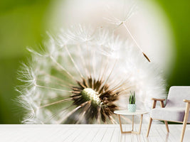 photo-wallpaper-blowball-dandelion