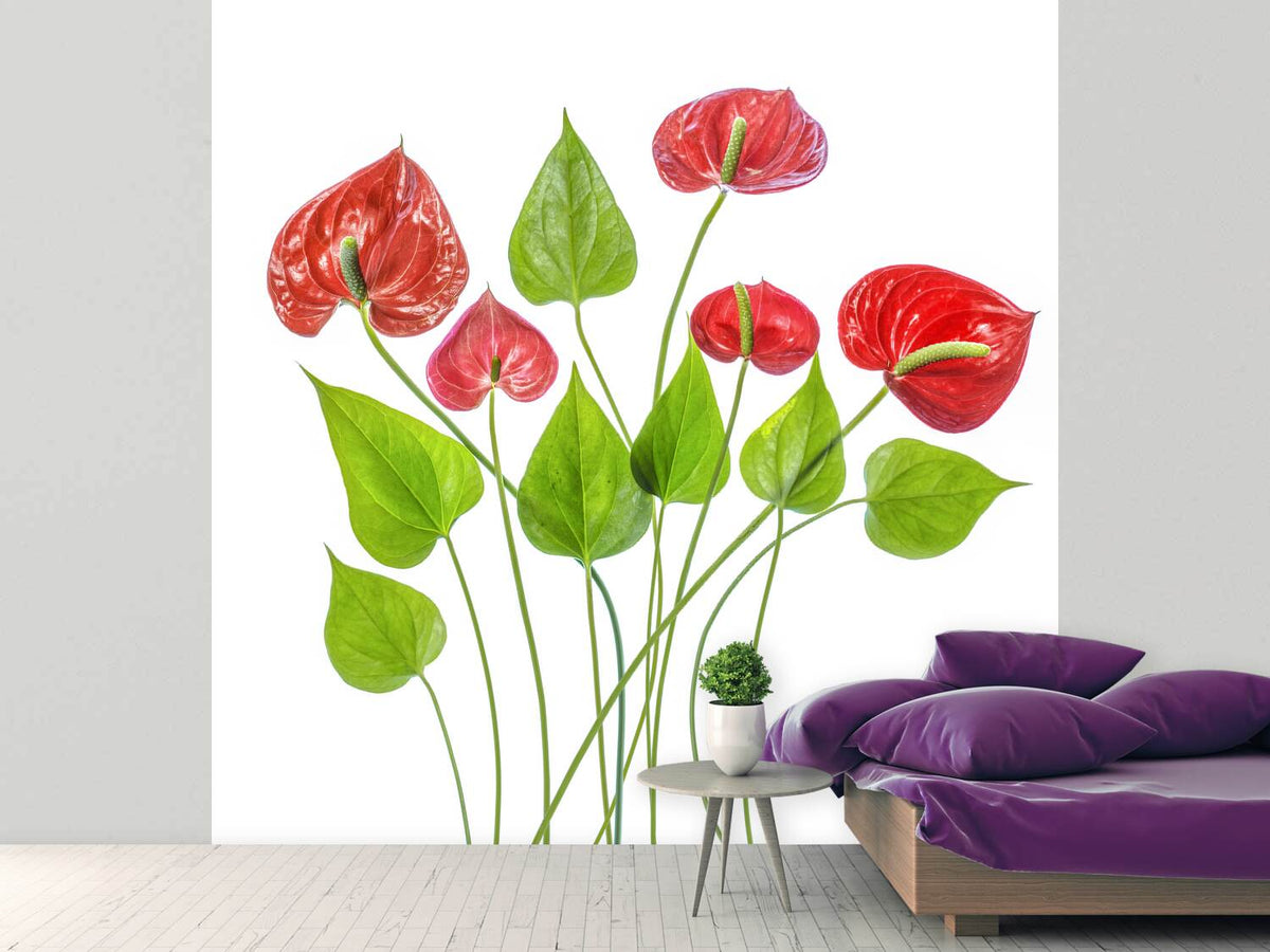 photo-wallpaper-anthurium