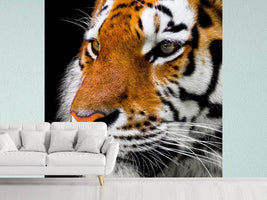 photo-wallpaper-close-up-tiger-head