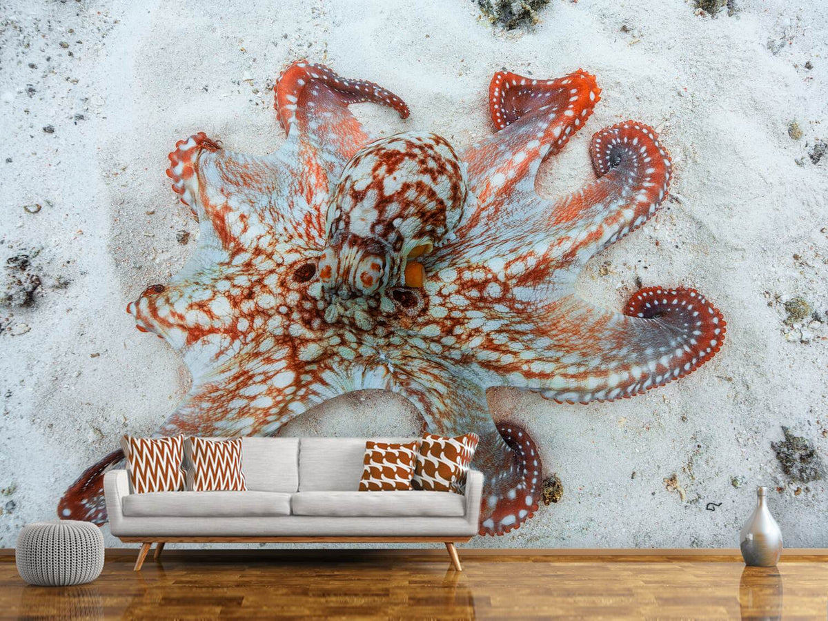 photo-wallpaper-octopus-a