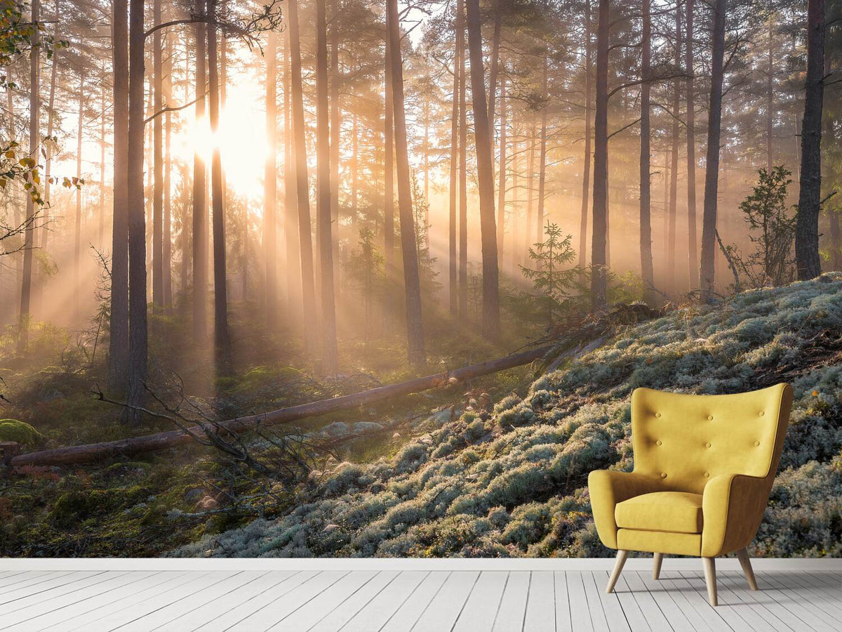 photo-wallpaper-foggy-morning-in-the-forest