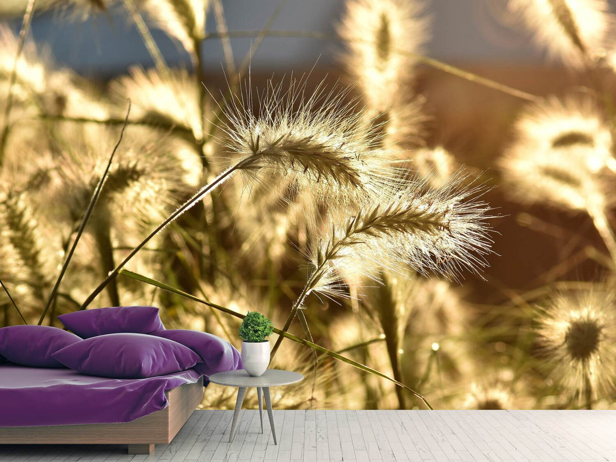 photo-wallpaper-ornamental-grass-in-the-sunlight