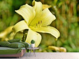 photo-wallpaper-lilies-blossom-in-yellow