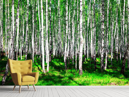 photo-wallpaper-summerly-birch-forest