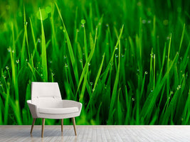 photo-wallpaper-grass-with-morning-dew