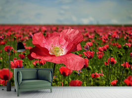 photo-wallpaper-the-lush-poppy-field