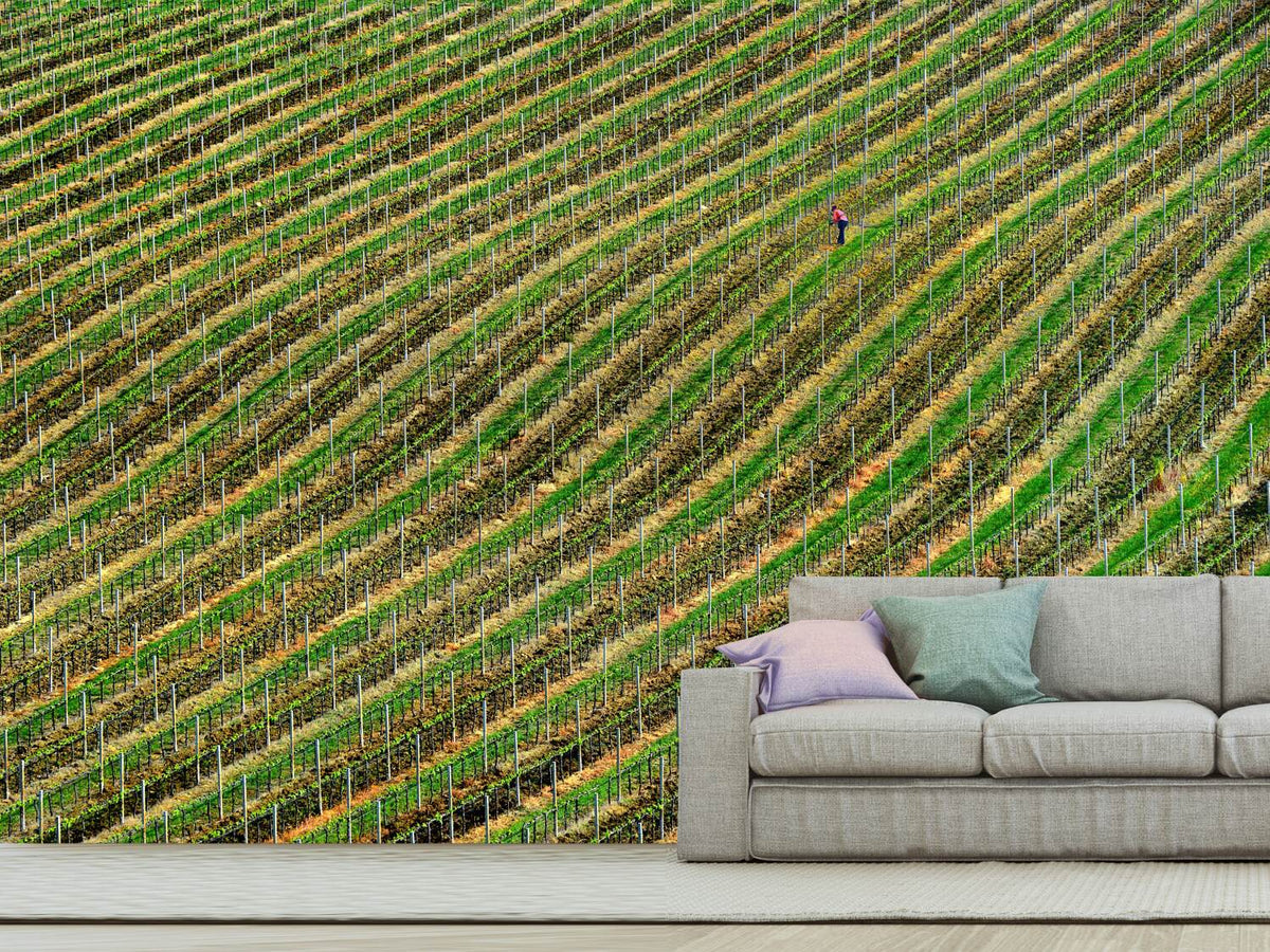 photo-wallpaper-vineyard