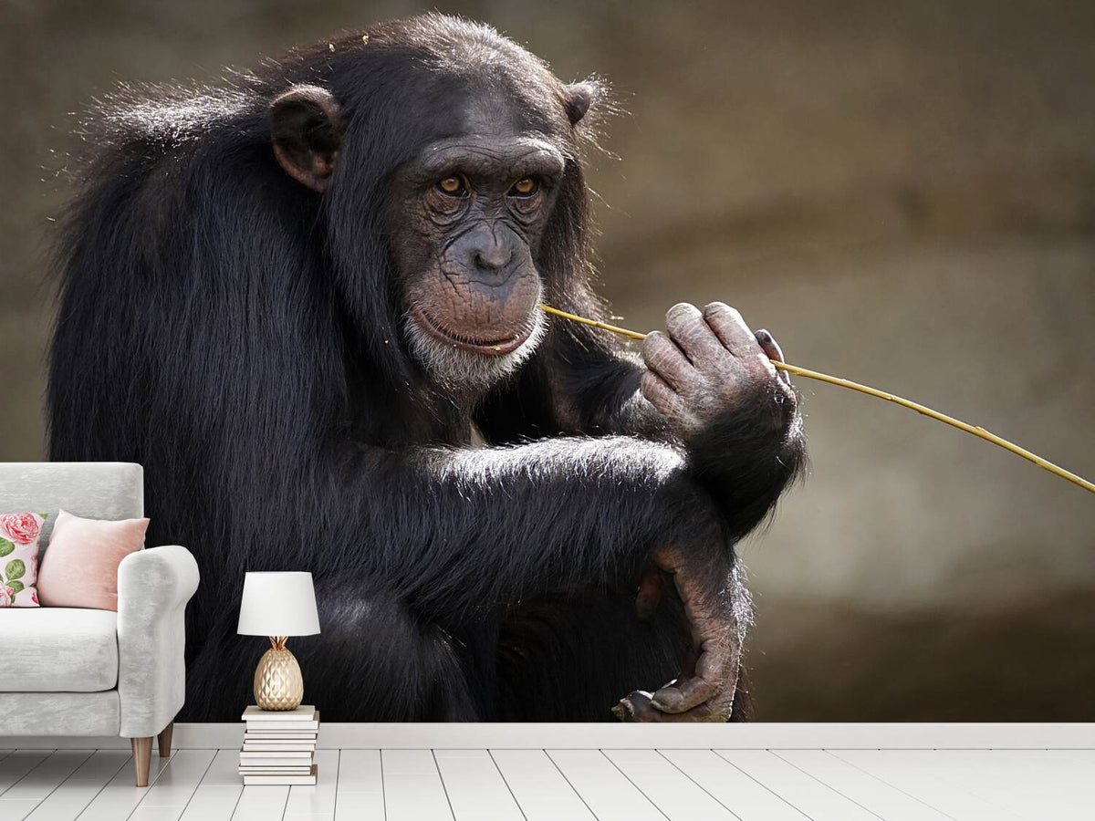 photo-wallpaper-sweet-chimpanzee