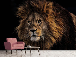 photo-wallpaper-portrait-of-a-lion