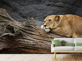 photo-wallpaper-dreaming-lioness