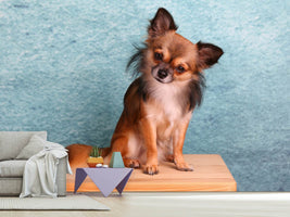 photo-wallpaper-typical-chihuahua