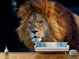 photo-wallpaper-attention-lion