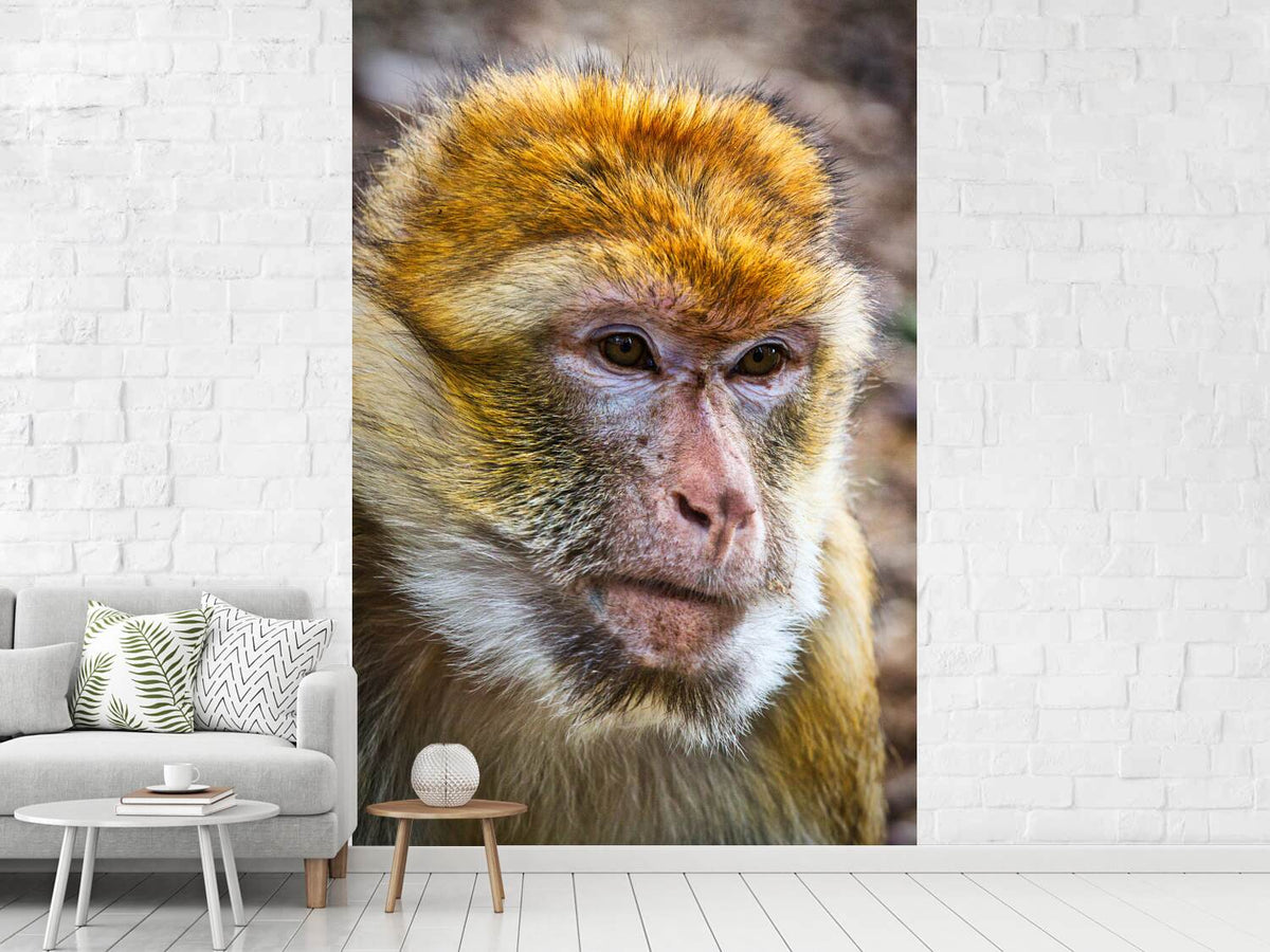 photo-wallpaper-the-barbary-macaque