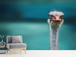 photo-wallpaper-ostrich-protecting-two-poor-chicken-from-the-wind