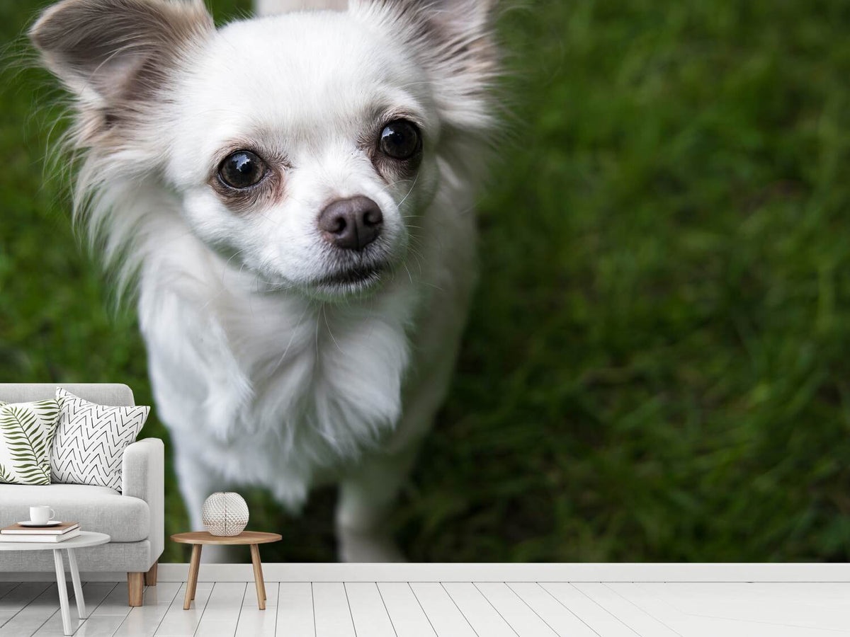 photo-wallpaper-chihuahua-look