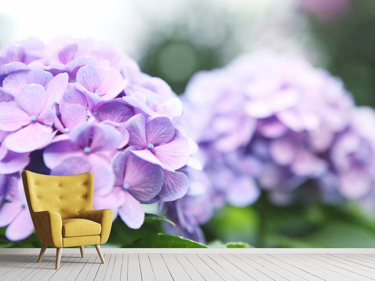 photo-wallpaper-hydrangeas