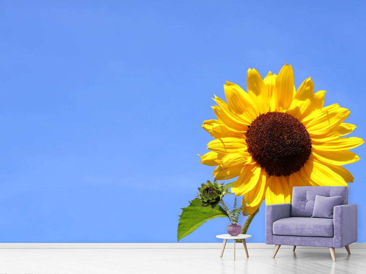 photo-wallpaper-sunflower-with-blue-sky