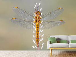 photo-wallpaper-dragonfly