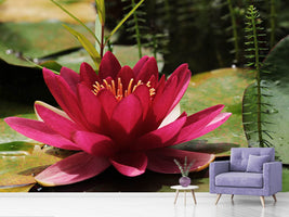 photo-wallpaper-water-lily-in-red