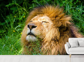 photo-wallpaper-sleeping-lion