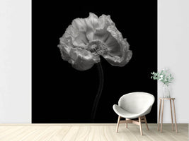 photo-wallpaper-poppy-a