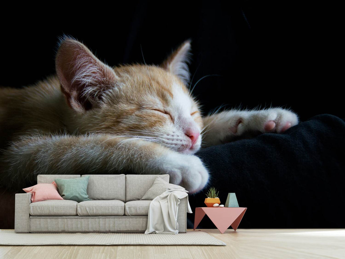 photo-wallpaper-lazy-cat