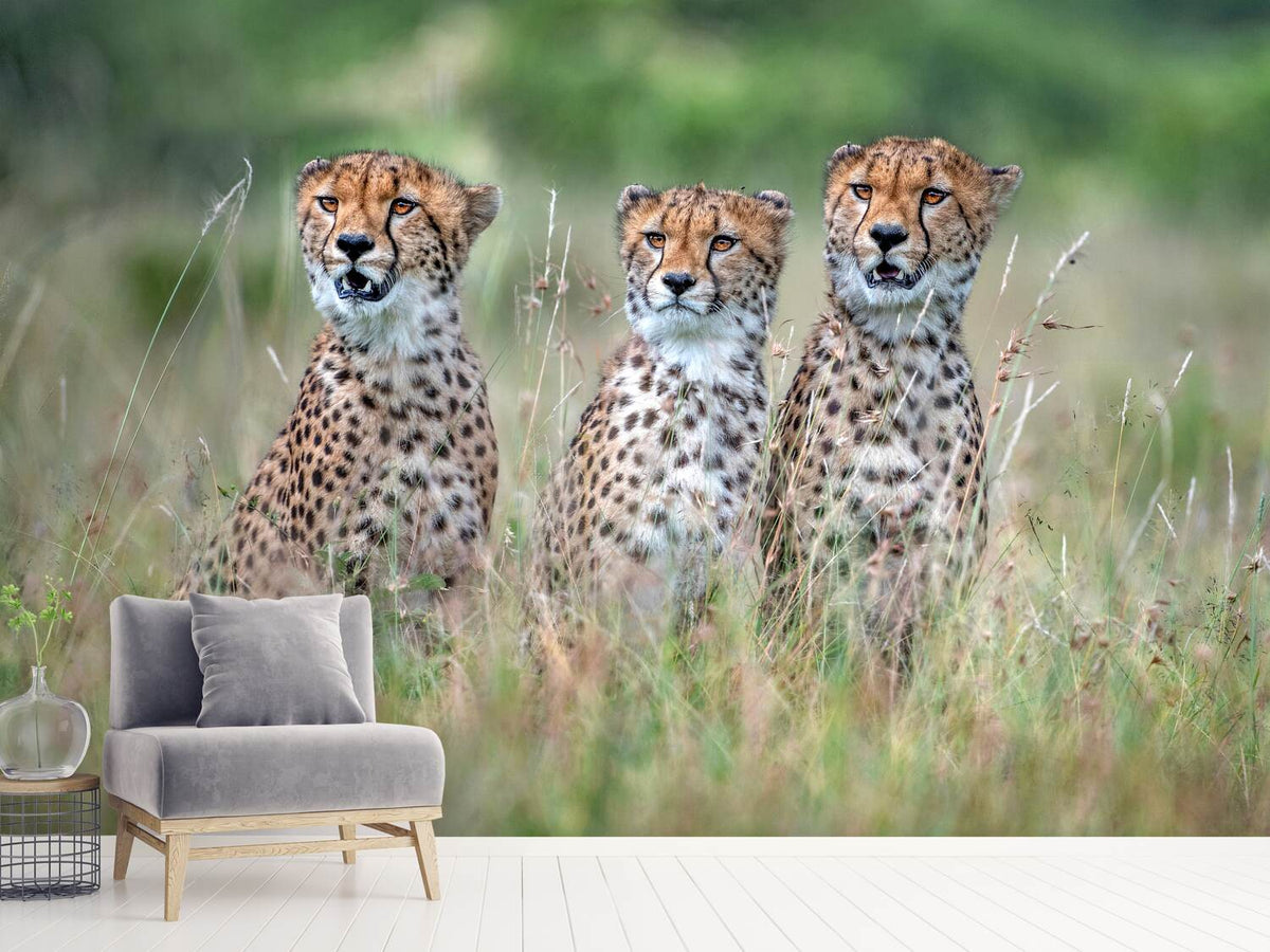 photo-wallpaper-cheetah-cubs-x