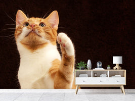 photo-wallpaper-attention-clever-cat