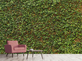 photo-wallpaper-green-ivy-leaves-wall