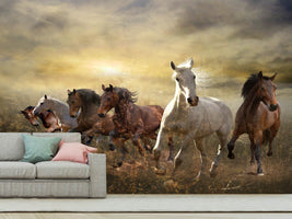 photo-wallpaper-wild-wild-horses