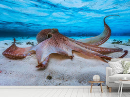 photo-wallpaper-octopus