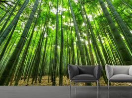 photo-wallpaper-the-bamboo-forest