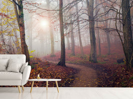 photo-wallpaper-autumn-sun-x