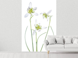 photo-wallpaper-galanthus-flore-pleno